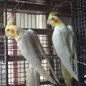 Cockatiel Pair