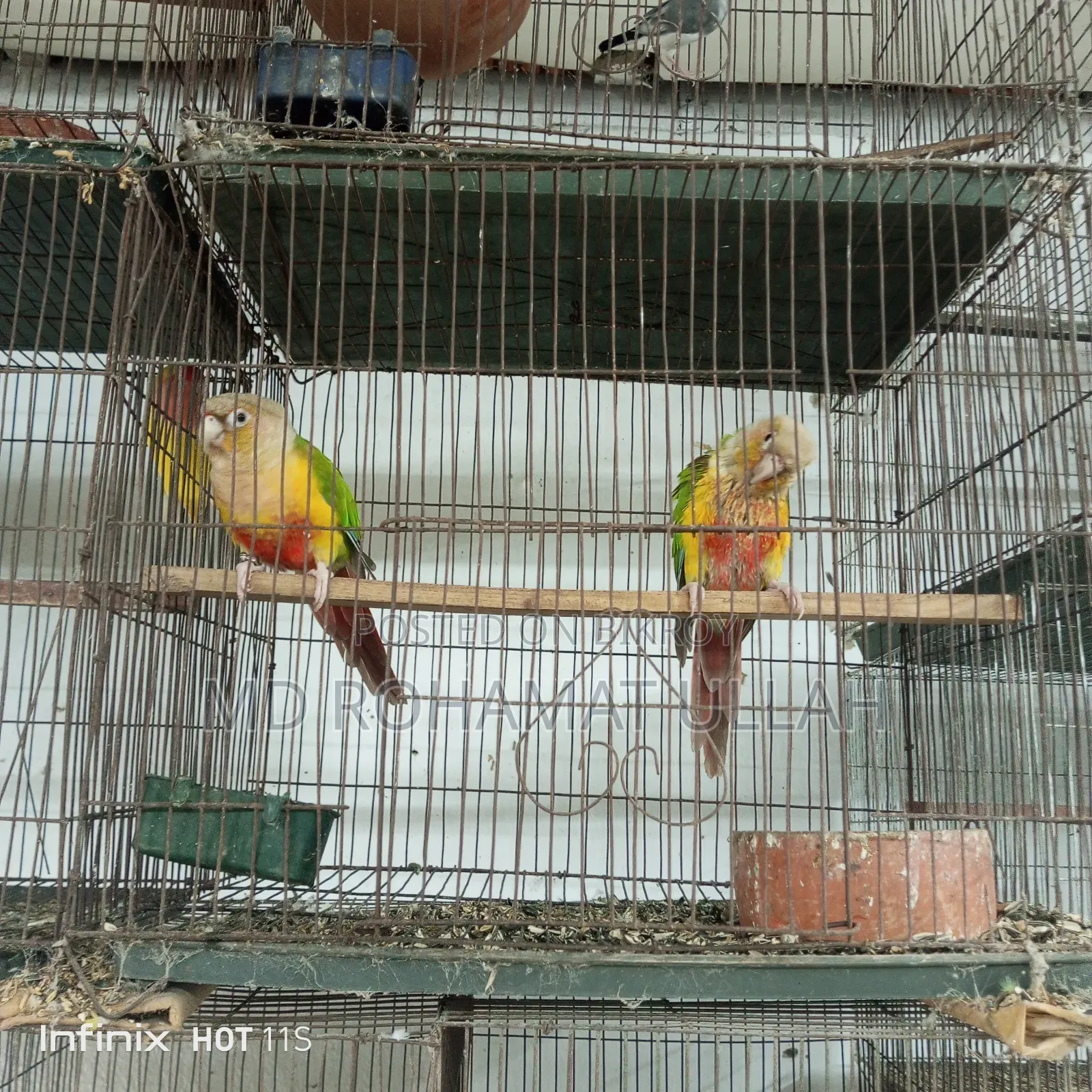 Pineapple Conure
