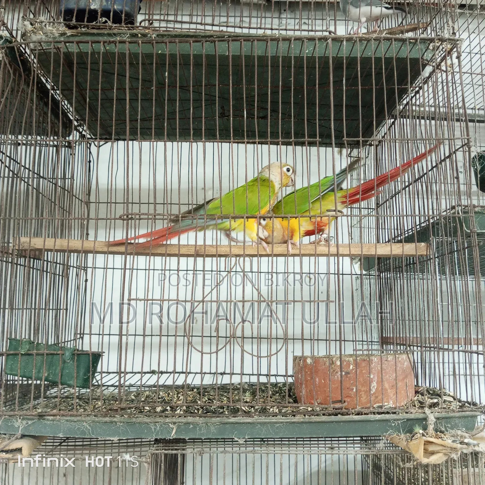 Pineapple Conure