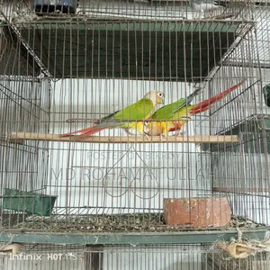 Pineapple Conure