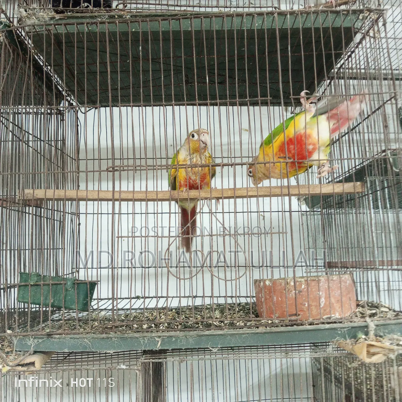Pineapple Conure