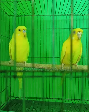 Emergency Red Eye Lutino Budgie for sale. Proven breeder.