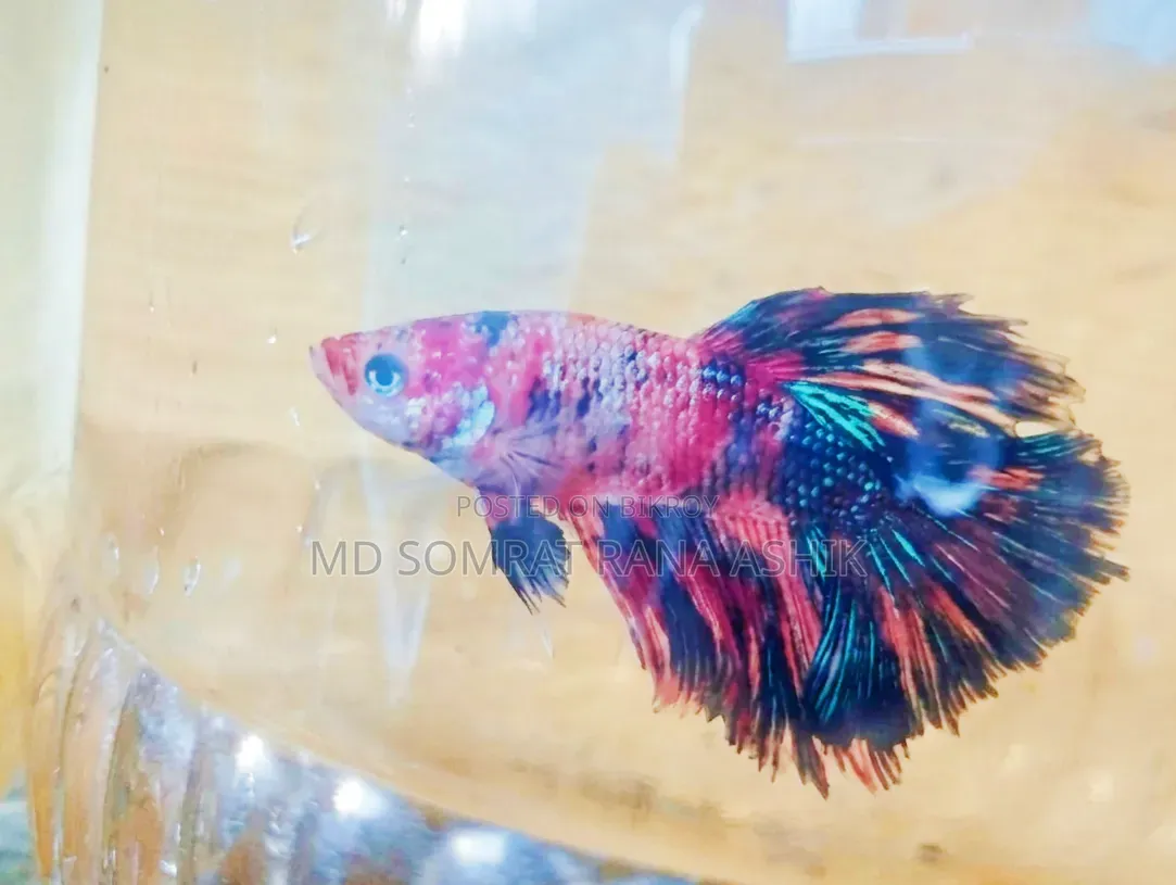 Emergency Koi Galaxy Betta Breeding Pair for Sale. Female Full Loaded