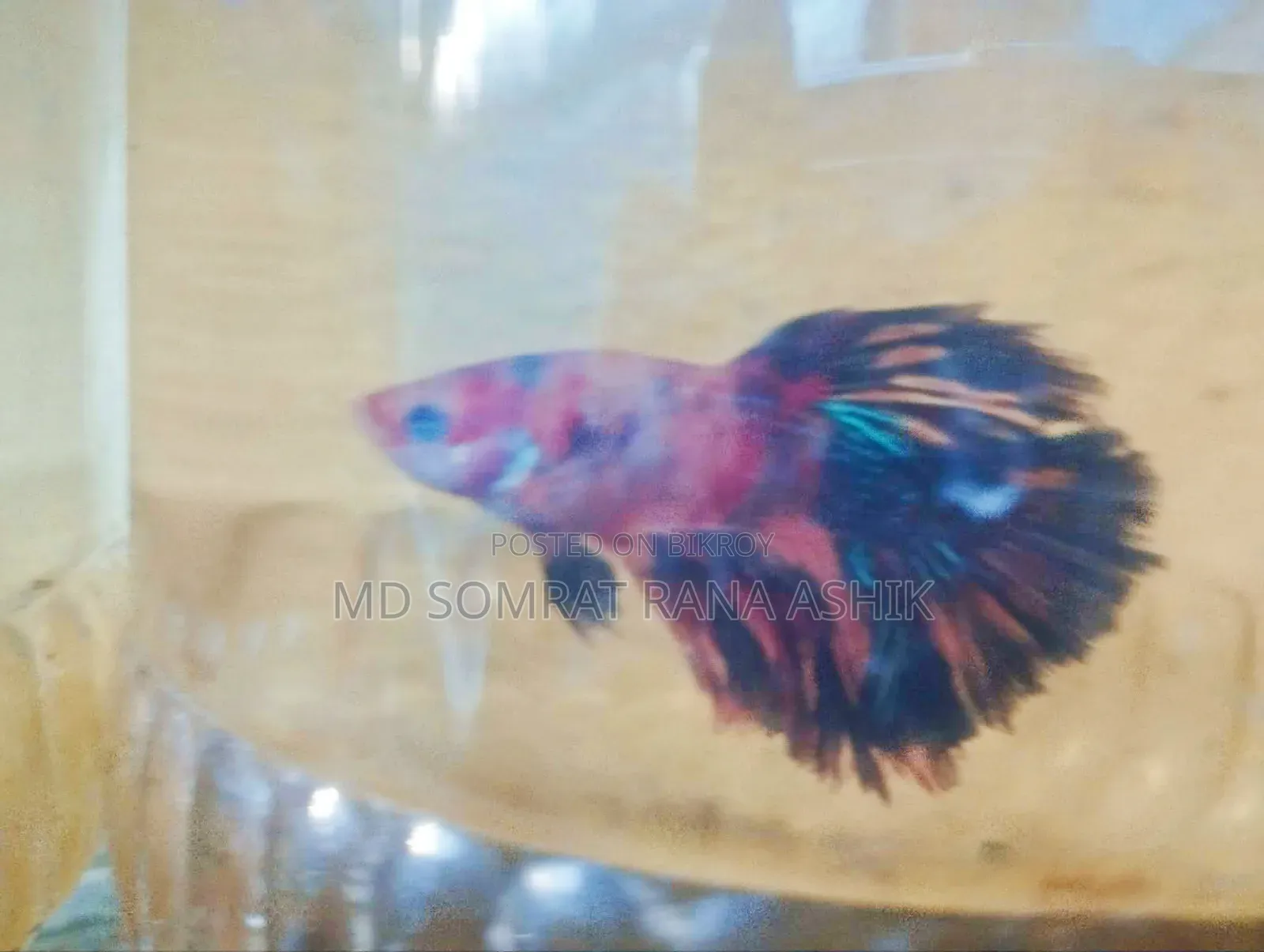 Emergency Koi Galaxy Betta Breeding Pair for Sale. Female Full Loaded