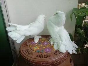 ইন্ডিয়ান লক্ষা ও সাদা বোস্বাই কবুতর