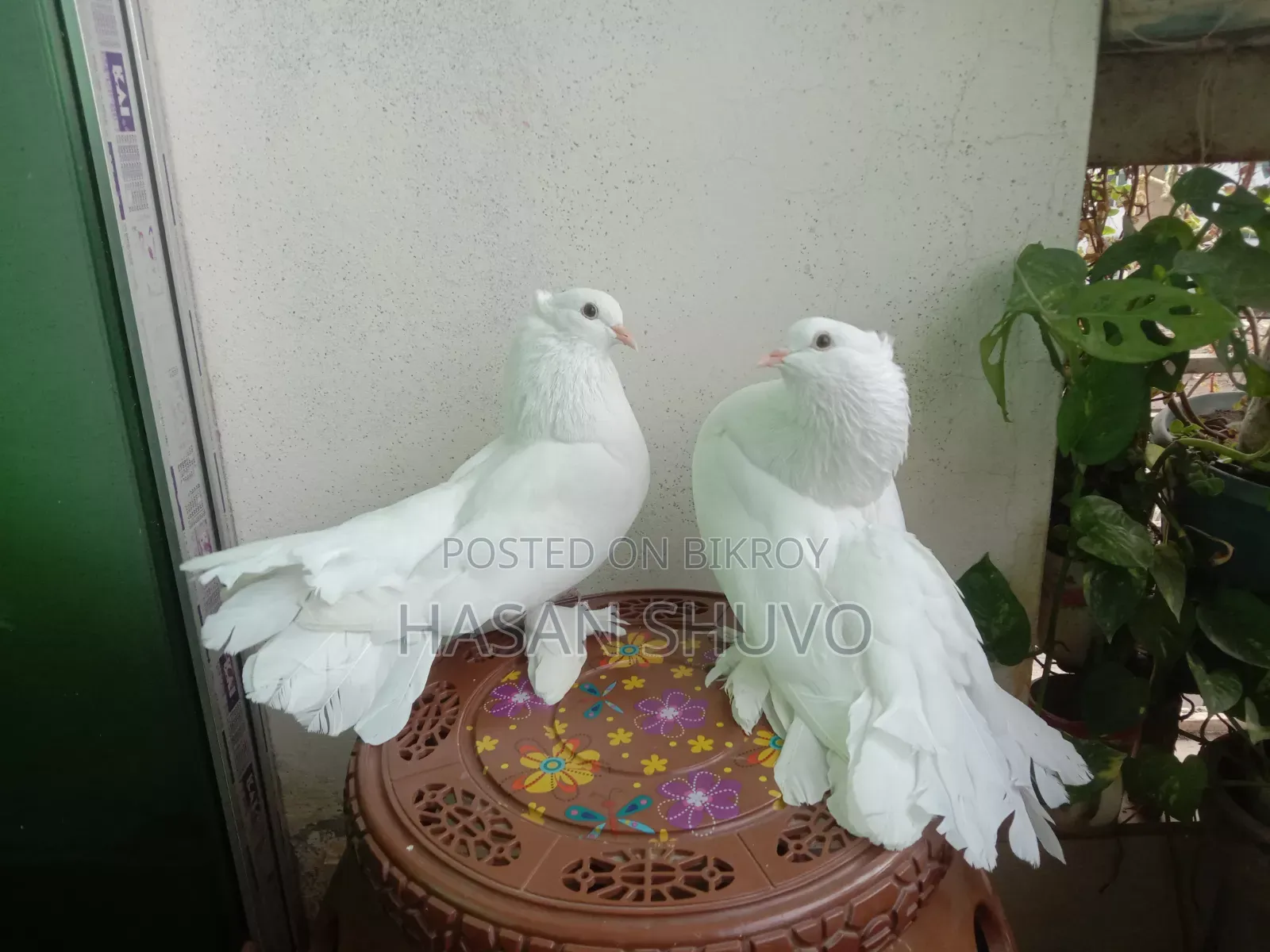 ইন্ডিয়ান লক্ষা ও সাদা বোস্বাই কবুতর