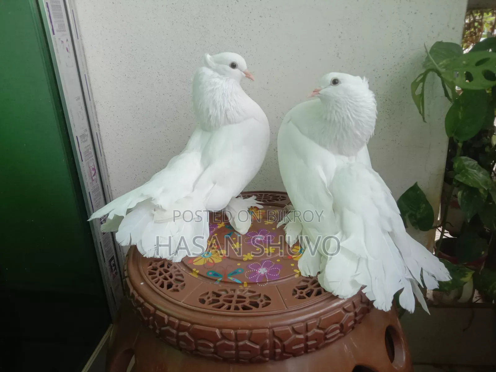ইন্ডিয়ান লক্ষা ও সাদা বোস্বাই কবুতর
