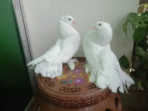 ইন্ডিয়ান লক্ষা ও সাদা বোস্বাই কবুতর