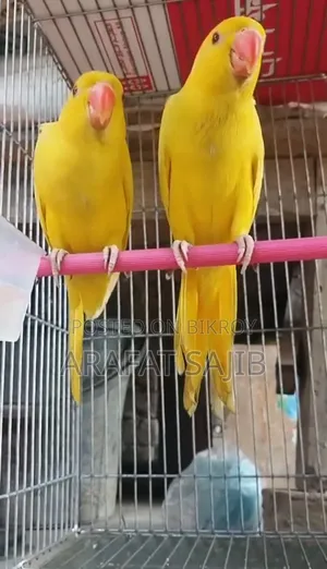 লুটিনো রিংনেক টিয়া পাখি বিক্রি হবে