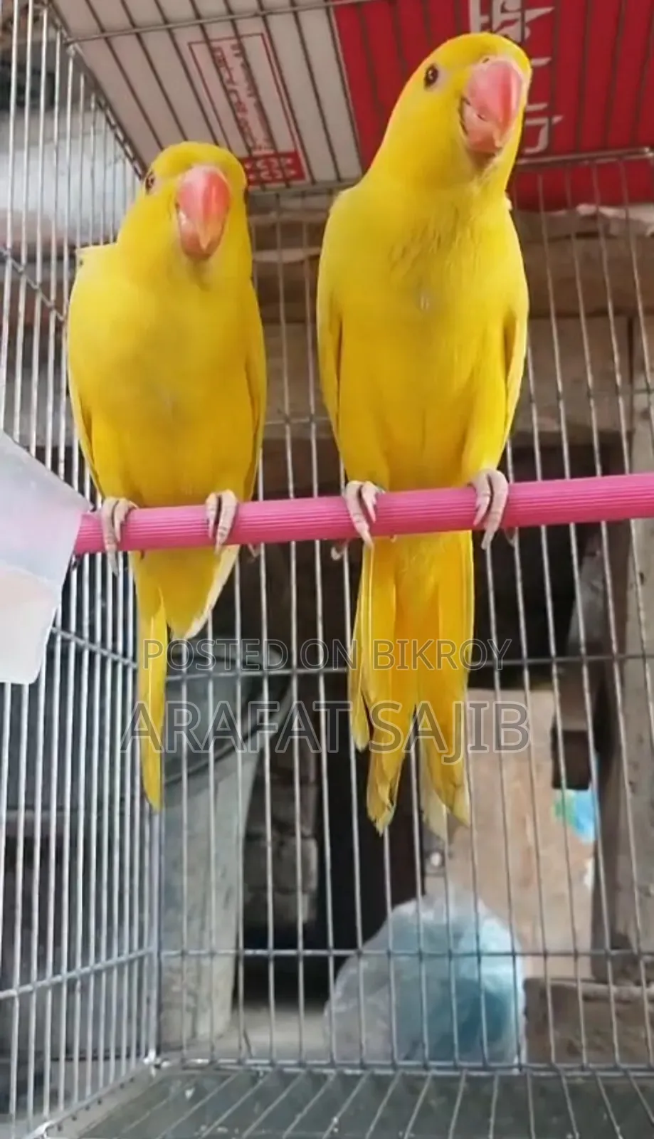 Lutino Ringneck Parrot for Sale