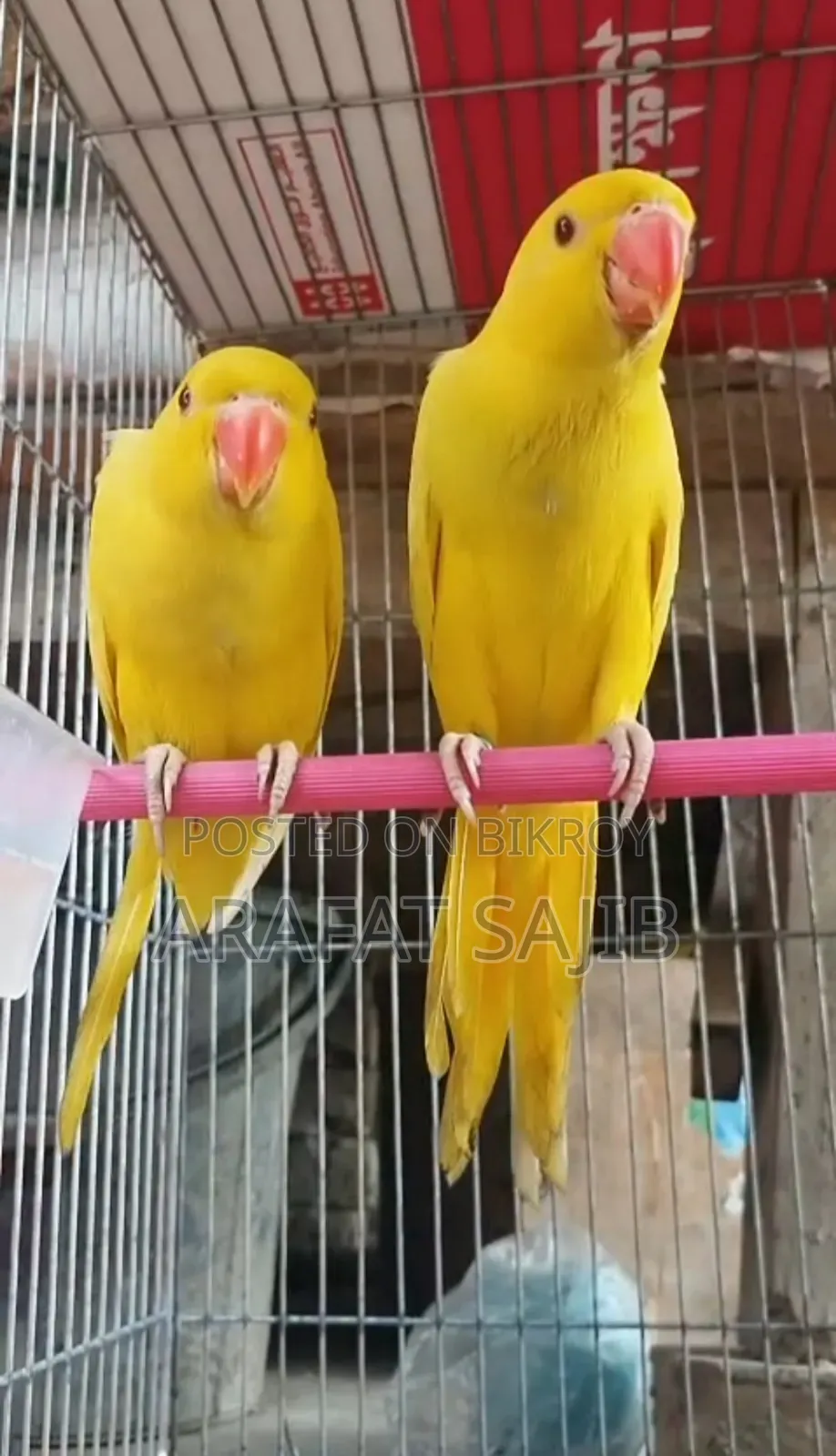 Lutino Ringneck Parrot for Sale