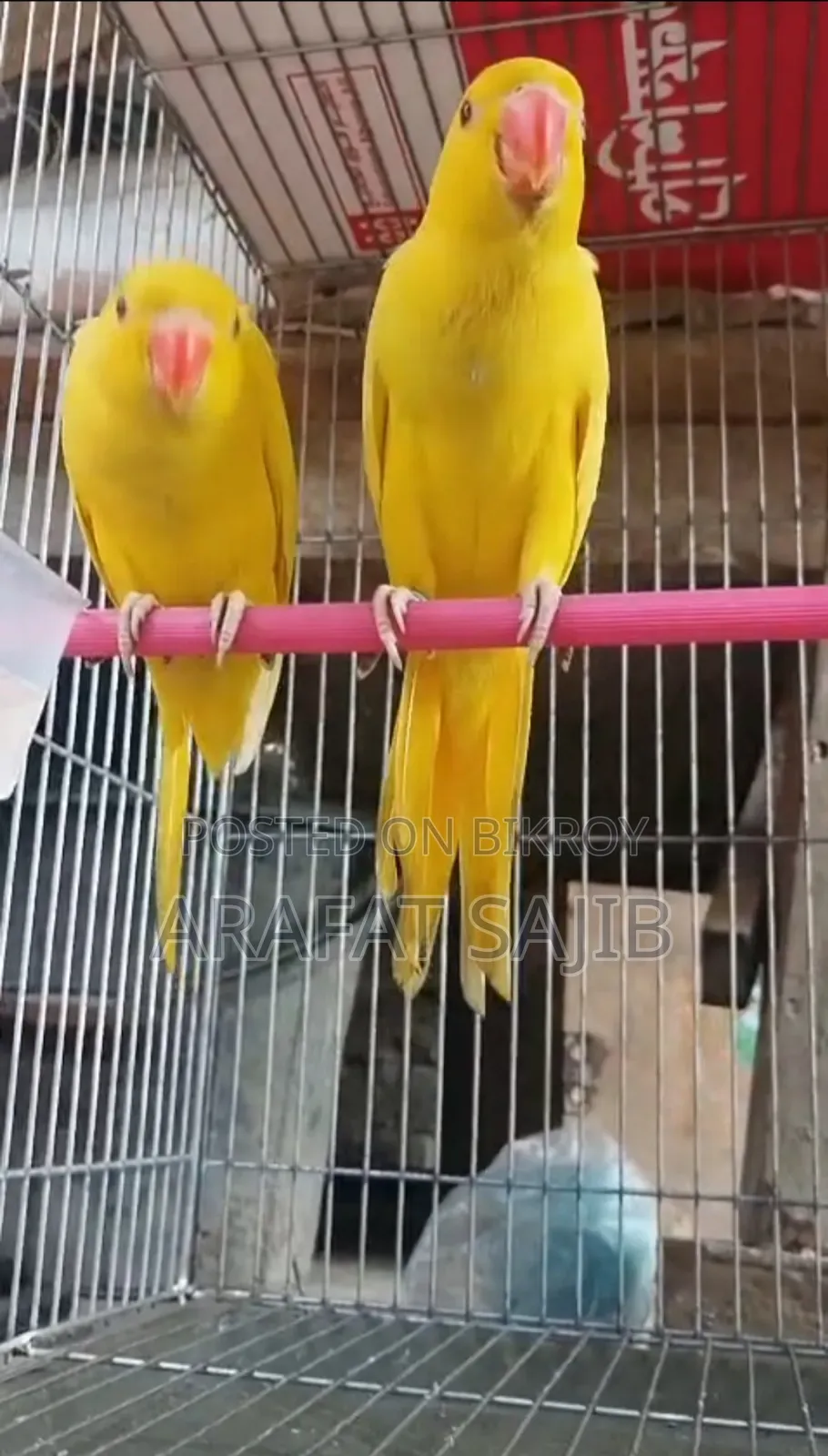 Lutino Ringneck Parrot for Sale