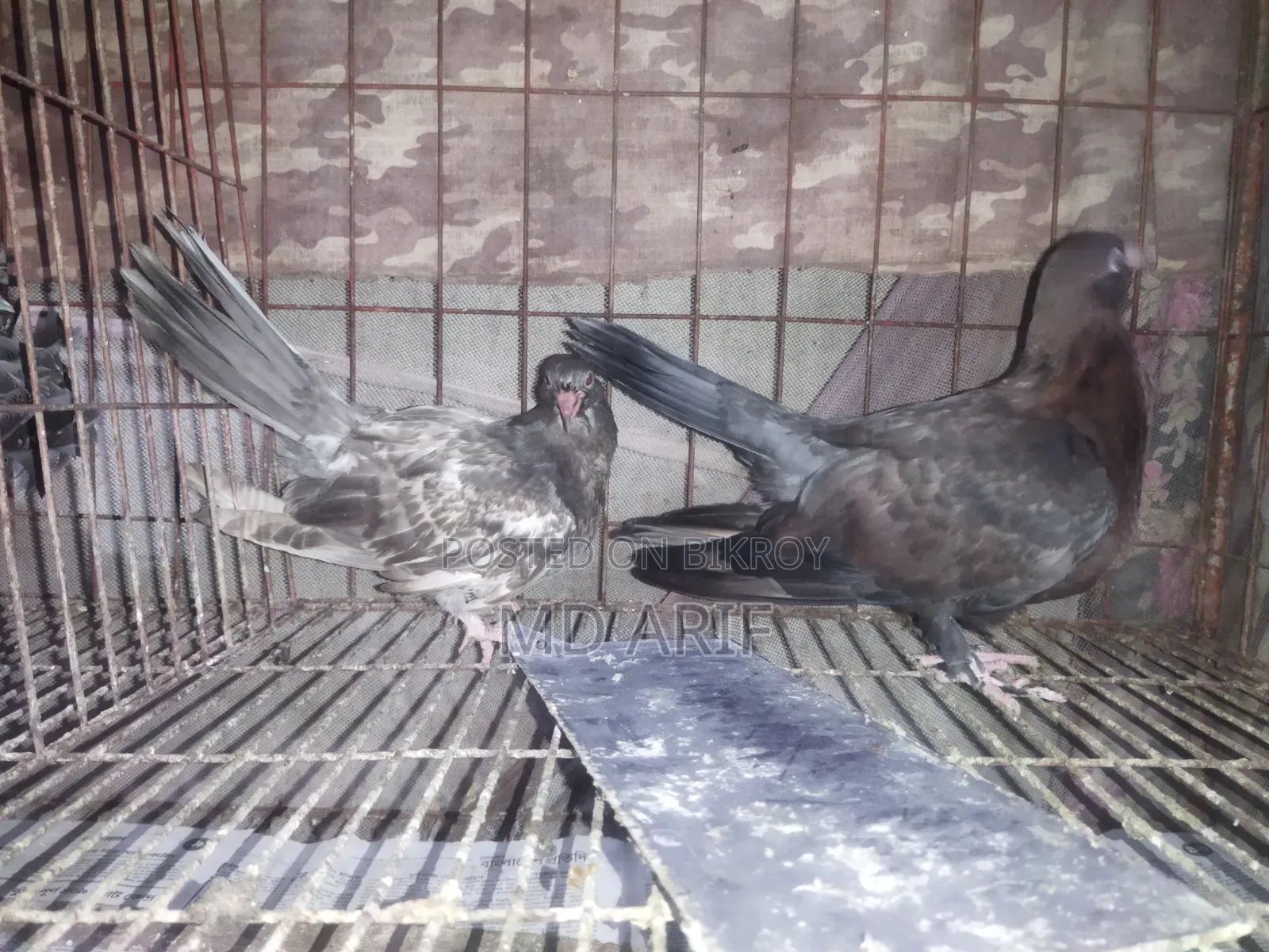 Siraji Cross Pigeon Chicks