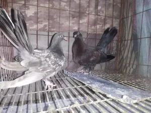 Siraji Cross Pigeon Chicks