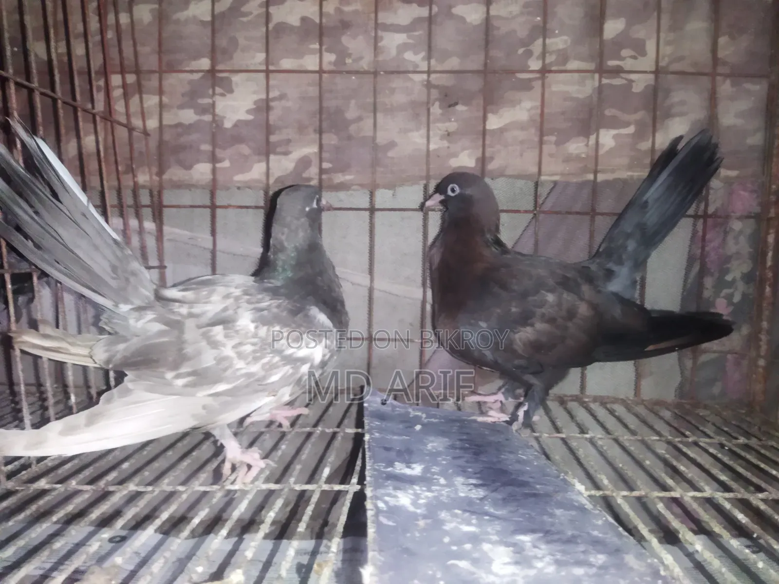 Siraji Cross Pigeon Chicks