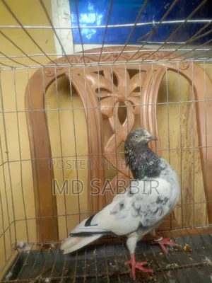 1jora Sobuj Gola Full Fresh Dim Baccha Clear