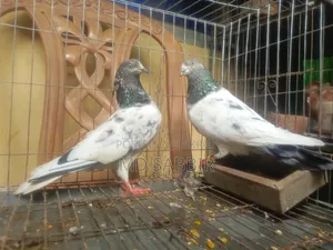 1jora Sobuj Gola Full Fresh Dim Baccha Clear