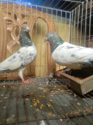 1jora Sobuj Gola Full Fresh Dim Baccha Clear