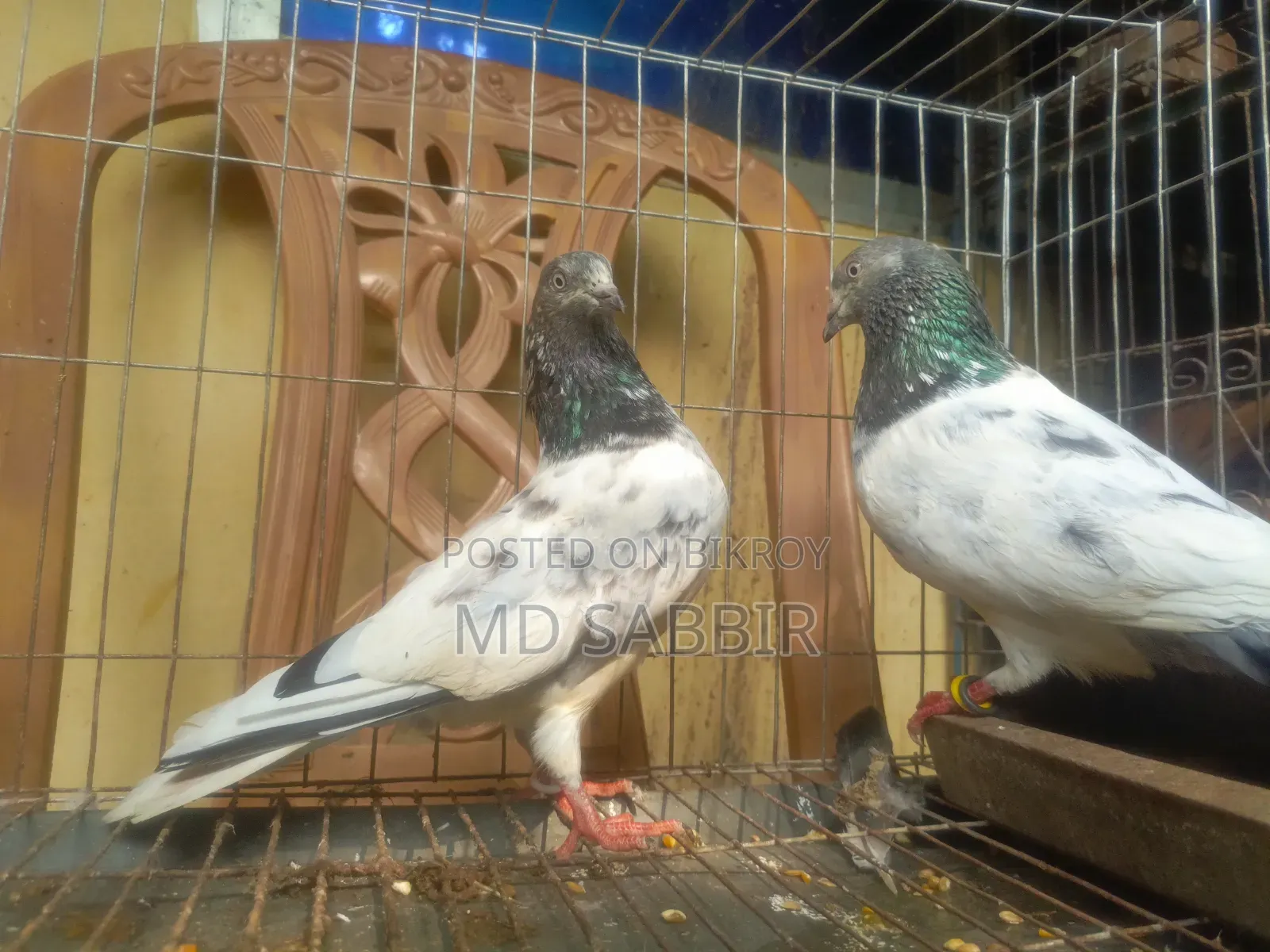 1jora Sobuj Gola Full Fresh Dim Baccha Clear