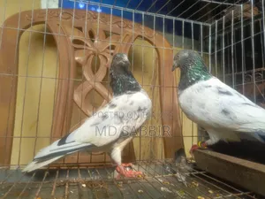 1jora Sobuj Gola Full Fresh Dim Baccha Clear