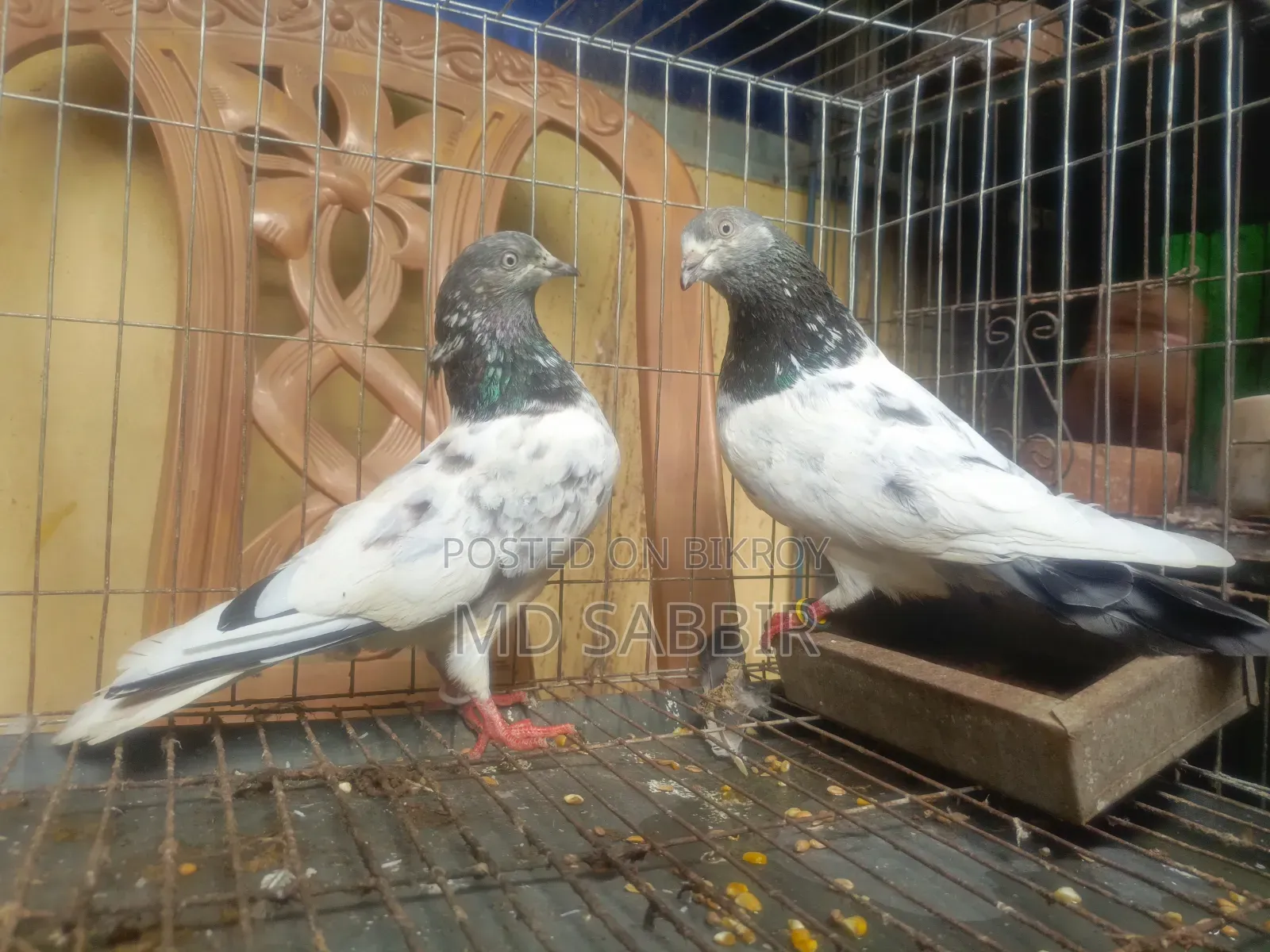1jora Sobuj Gola Full Fresh Dim Baccha Clear