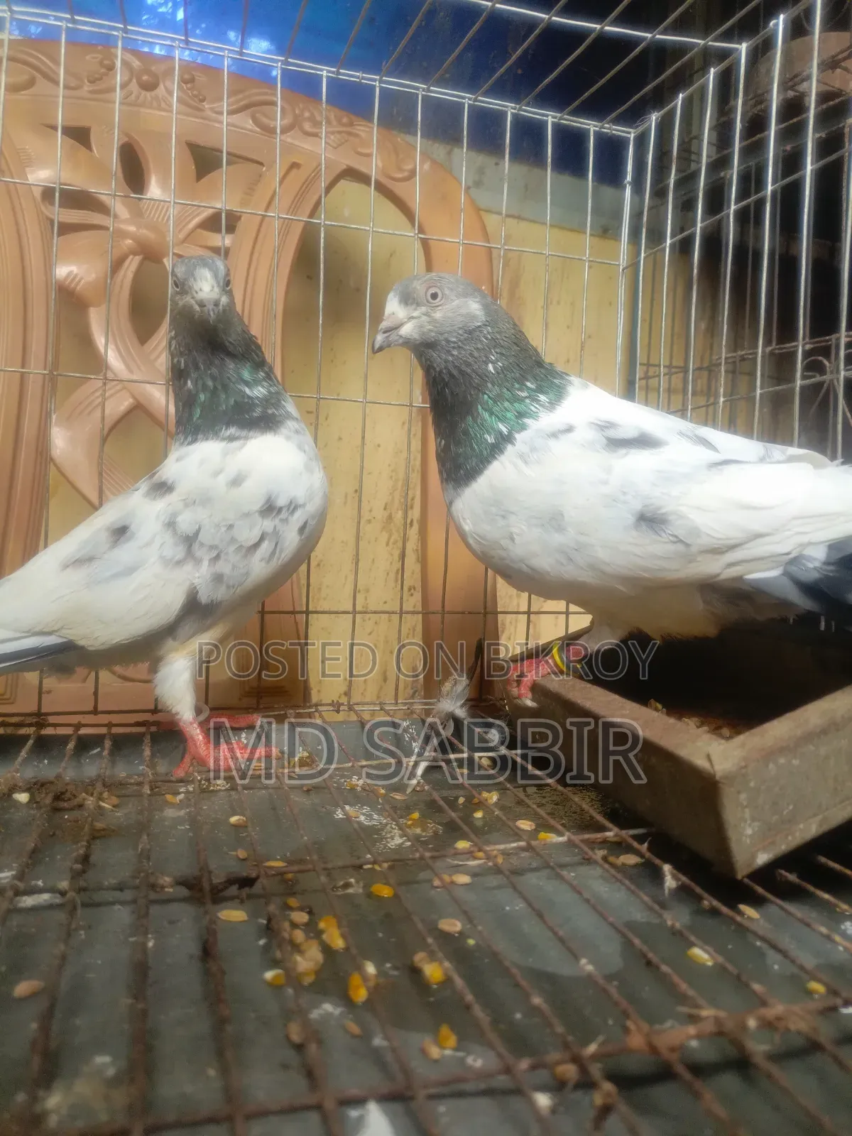 1jora Sobuj Gola Full Fresh Dim Baccha Clear