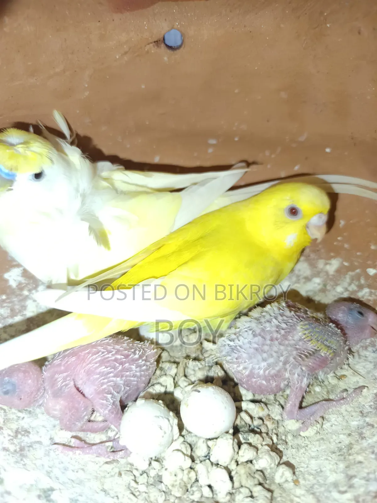 এক জোড়া রানিং বাজরিকা পাখি