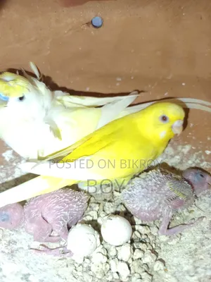 A pair of running Budgie birds