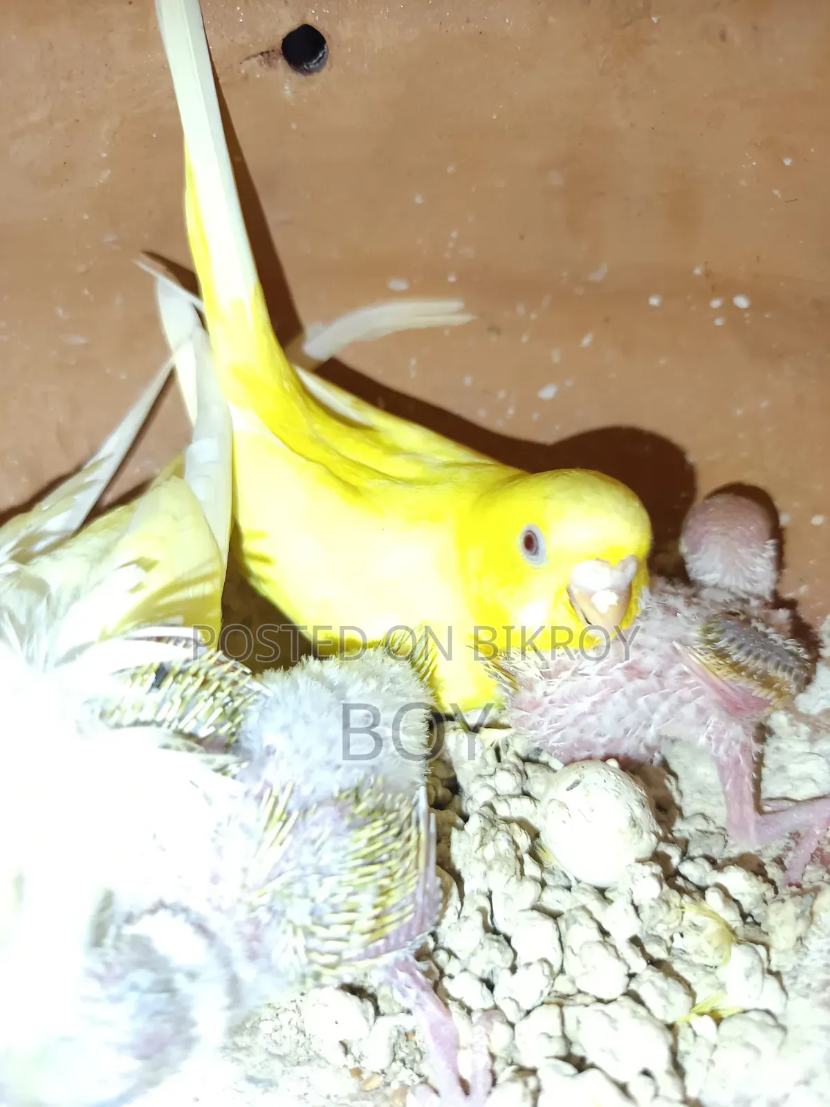 এক জোড়া রানিং বাজরিকা পাখি