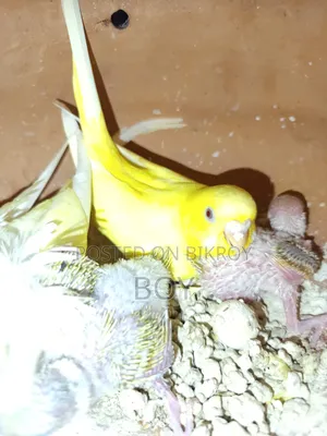 এক জোড়া রানিং বাজরিকা পাখি