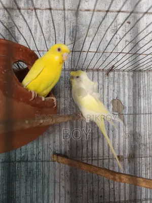 এক জোড়া রানিং বাজরিকা পাখি