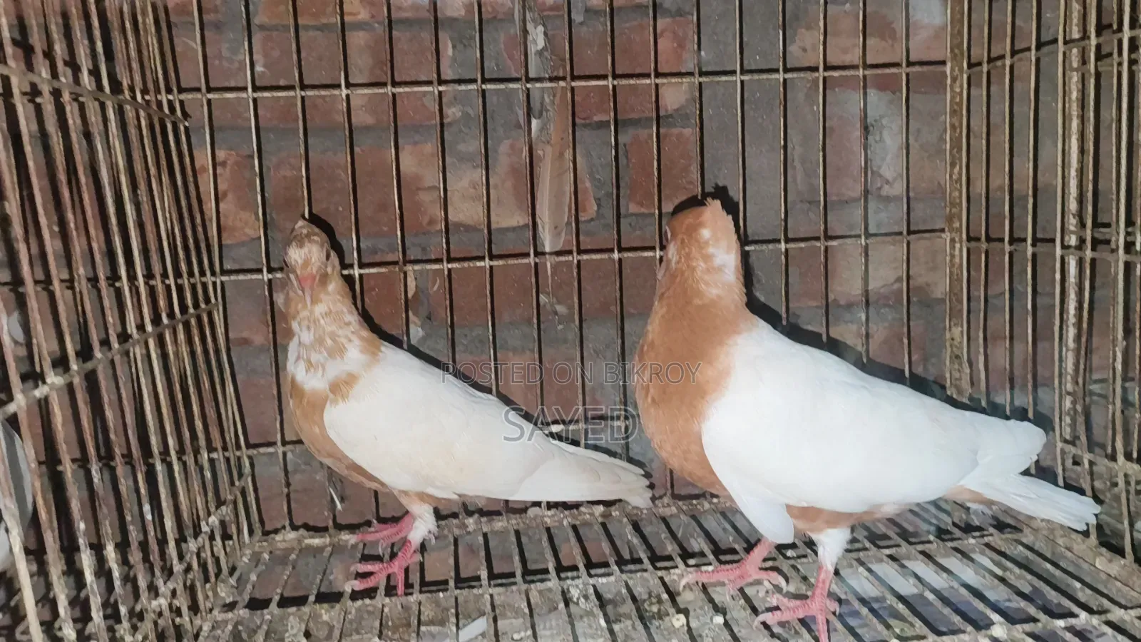 আর্চএঞ্জেল ছানা