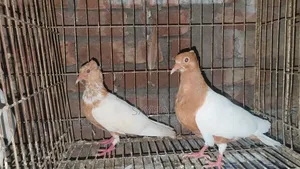 আর্চএঞ্জেল ছানা
