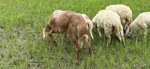 All types of sheep available