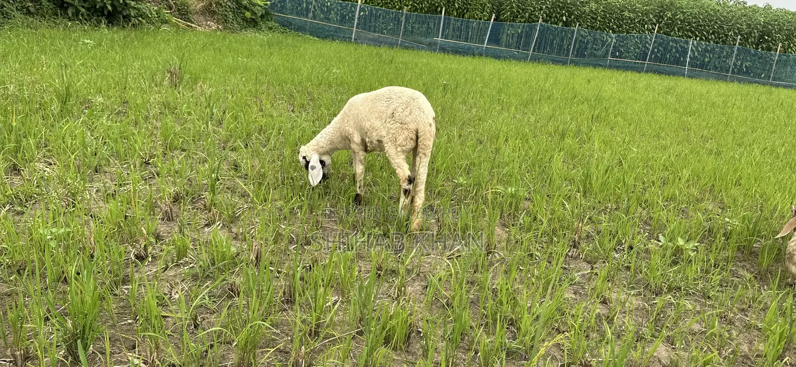All types of sheep available
