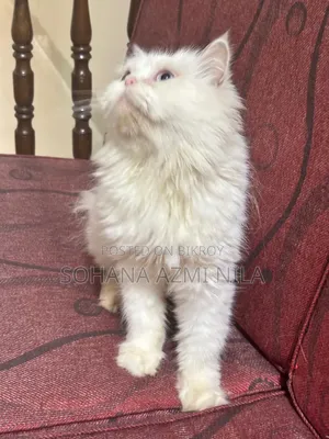 1+ Year Female Purebred Persian