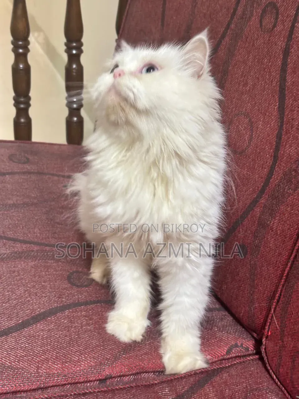 1+ Year Female Purebred Persian