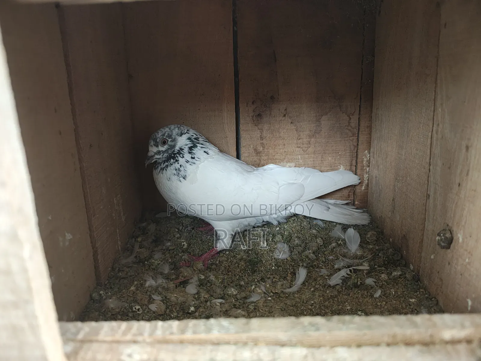 Two male pigeons for sale