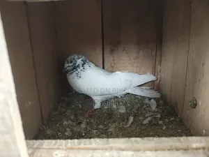 Two male pigeons for sale