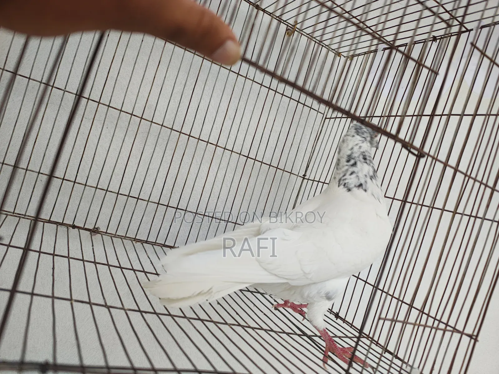 Two male pigeons for sale