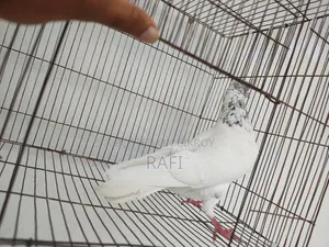 Two male pigeons for sale