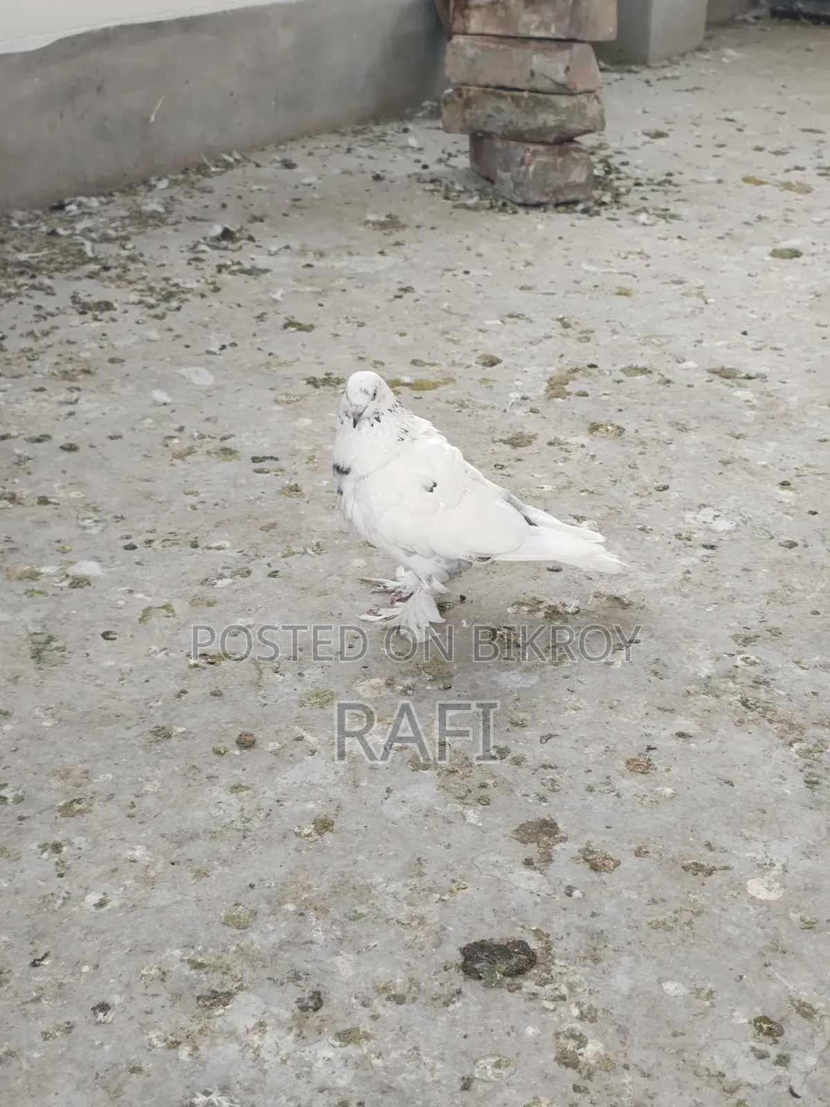 Two male pigeons for sale