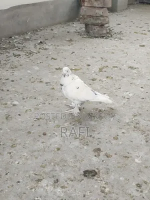 Two male pigeons for sale