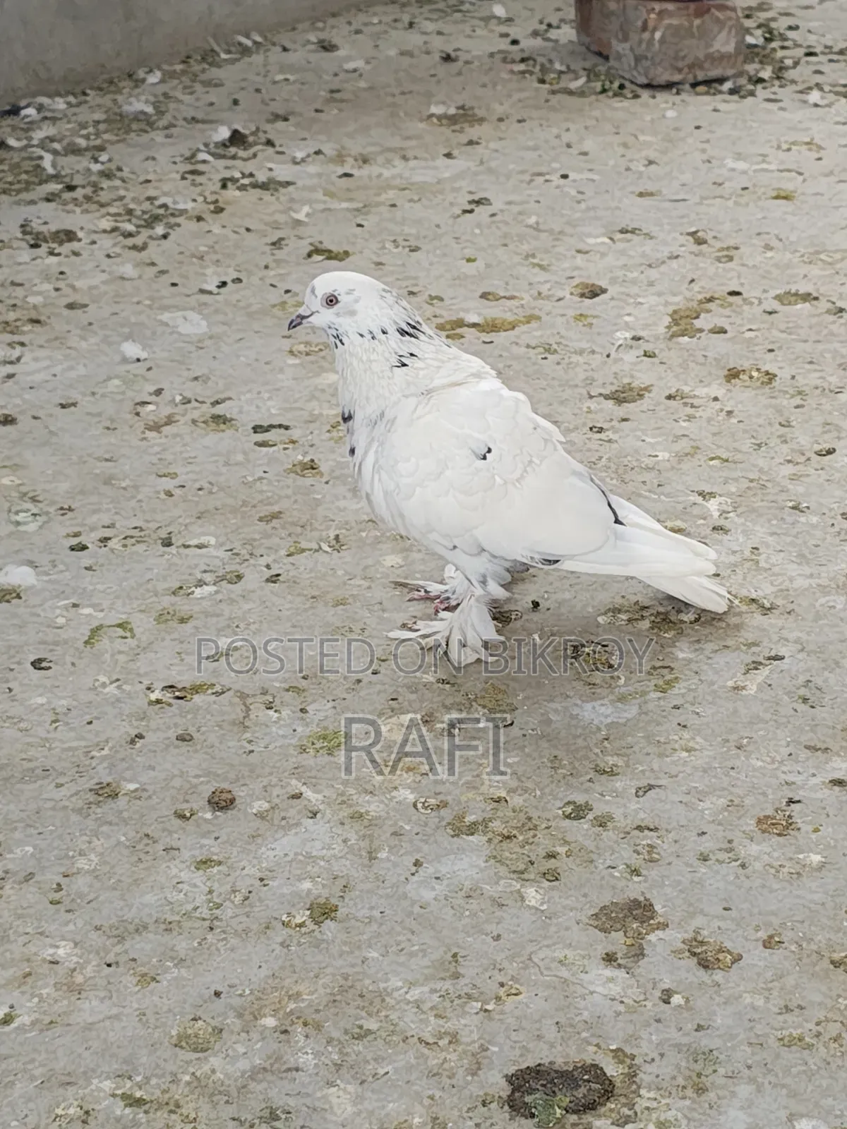Two male pigeons for sale