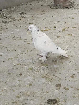 Two male pigeons for sale
