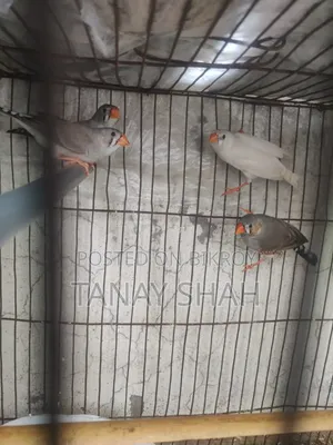 নিউ এডাল্ড ফিন্স