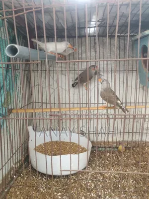 নিউ এডাল্ড ফিন্স