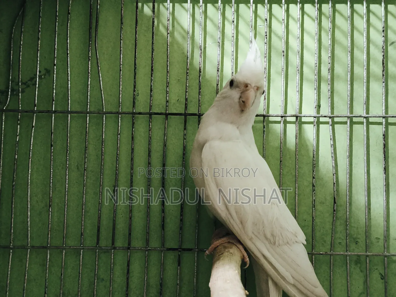 Albino Cockatiel