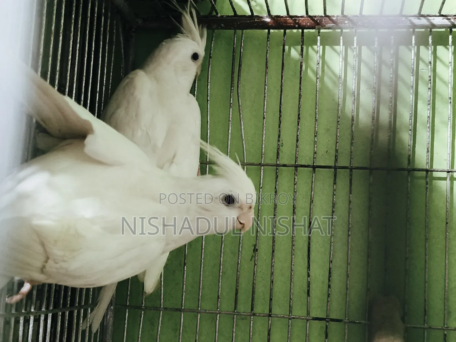 Albino Cockatiel
