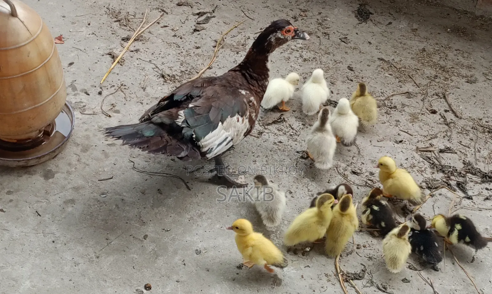 Muscovy Duck with Ducklings